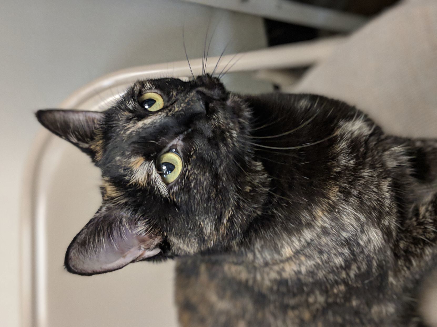 Adopt a friend: Roxanne